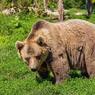 В Красноярском крае на рабочих напал медведь