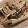 Ученые нашли останки древних змей, питавшихся динозаврами