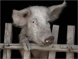 РФ последовала примеру Белоруссии, запретив ввоз свинины из Литвы