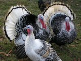 На одной из крупнейших птицеферм в США обнаружен птичий грипп