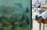 Китайский супермаркет изобрел и показал свою фишку - воскресающую рыбу
