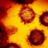 В Пекине выявили новый и более заразный коронавирус