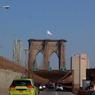 Полиция ищет неизвестных, убравших флаги США на Бруклинском мосту