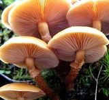 В подмосковных лесах появился новый ядовитый гриб, не отличяющийся от обычного опёнка