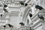Полиция ищет почти сотню голубей, украденных в Москве