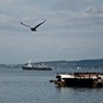 Владивосток становится свободным портом