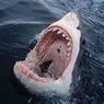 Одна белая акула закрыла три пляжа в Калифорнии