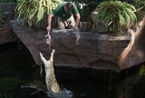 Крокодил съел человека прямо на глазах у туристов (ФОТО)