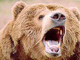 На Камчатке медведь растерзал жителя поселка