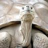 Галапагосские острова лишились символа — черепахи по кличке Пепе
