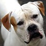 МВД составило новый список потенциально опасных пород собак