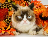 Умерла ставшая мемом "хмурая кошка" Grumpy Cat