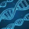 В ДНК человека нашли следы древнего вымершего вируса