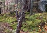 "Дыхание" леса: в Канаде удалось снять на видео необычную оптическую иллюзию