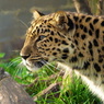 В Москве отловили двух «бесхозных» леопардов