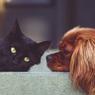 В Госдуму внесен законопроект об обязательной регистрации домашних животных