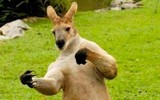 Австралиец вступил в "боксерский" поединок с кенгуру, чтобы защитить своего пса