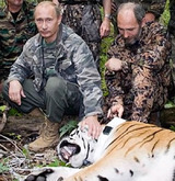 «Президентская» тигрица Илона не захотела быть фотомоделью