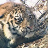 Жители Владивостока сообщили о гуляющем по городу амурском тигре (ВИДЕО)