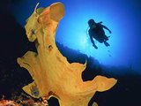 Странное существо из марианских глубин нашли водолазы (ВИДЕО)