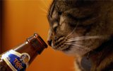 Японские виноделы создали безалкогольный напиток для котов