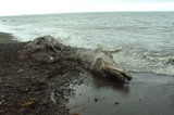 Неведомое морское чудище выбросило на берег Сахалина