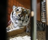 Раненого в Амурской области тигра спасти не удалось