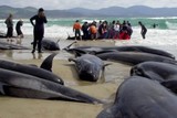 Массовый выброс дельфинов на берег зафиксирован в Японии