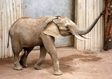 Почему слоны не болеют раком? (ФОТО)