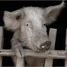 РФ последовала примеру Белоруссии, запретив ввоз свинины из Литвы