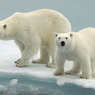Сегодня в удмуртском зоопарке «бракосочетание» белых медведей