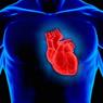 Российские ученые в этом году начнут работу над созданием искусственного сердца