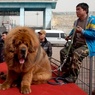 В Китае хотят запретить фестиваль собачьего мяса
