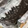 Секретное оружие из зуба тираннозавра (ФОТО)