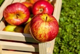 Яблоки, чай и умеренность - три ключевых ингредиента долголетия