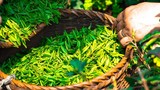 Учёные открыли способность зелёного чая побеждать рак