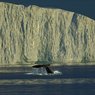 Сезон китовых сафари наступил в Гренландии