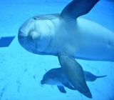 Дельфины умеют признаваться в любви и дарить цветы (ФОТО)