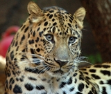 Дальневосточный леопард поселится в Московском зоопарке