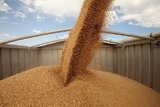 В России начали действовать экспортные пошлины на зерно