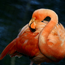 В Соединенных Штатах на глазах посетителей жестоко расправились с фламинго (ВИДЕО)