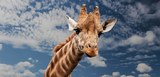 Экологи предупреждают, что жирафы могут исчезнуть как вид
