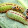 Гусеницы подчиняют муравьев с помощью «наркотиков»