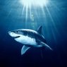 Ученые: Человек мог произойти от древней акулы, любившей "позагорать"