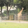 Датский зоопарк обещает не убивать второго жирафа Мариуса