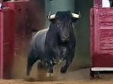 Испанец поплатился жизнью за селфи с разъяренными быками