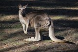 Ударившего кенгуру по морде сотрудника зоопарка не уволят (ВИДЕО)