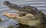 Во Флориде аллигатор покусал сына Виталия Кличко