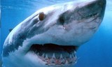 Немецкий турист стал жертвой акулы на египетском курорте