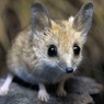 Обнаружен вид мышей, который умирает от сексуальных перегрузок